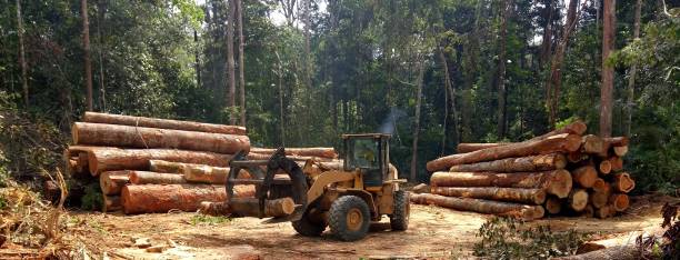 Seasonal Cleanup in Hayesville, OR